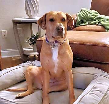 Photo of Rosie