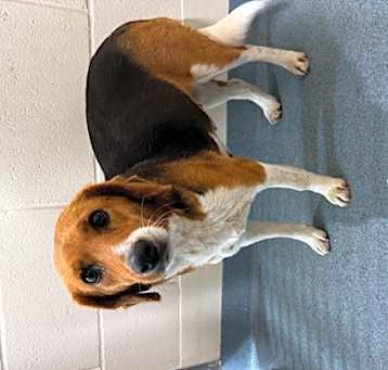 Photo of Sadie