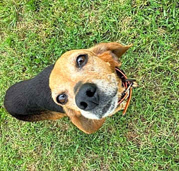 Photo of Buttercup