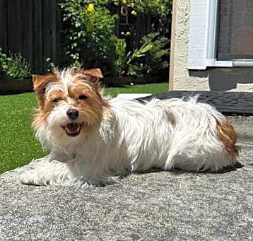 Photo of Pumpkin