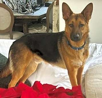 Photo of Hansel D4539 (Gusto)