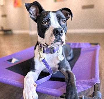 Photo of Rufus