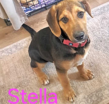 Photo of Stella