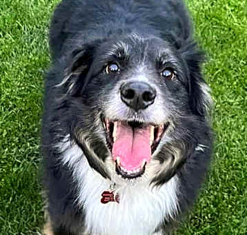 Photo of Max R Roni