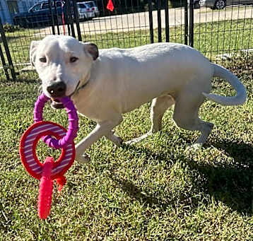 Photo of Shelby