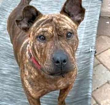 Photo of Butterscotch