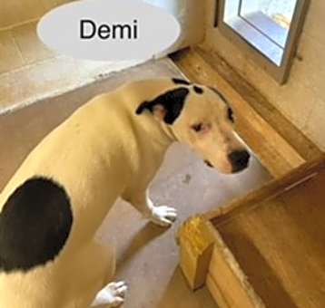 Photo of Demi