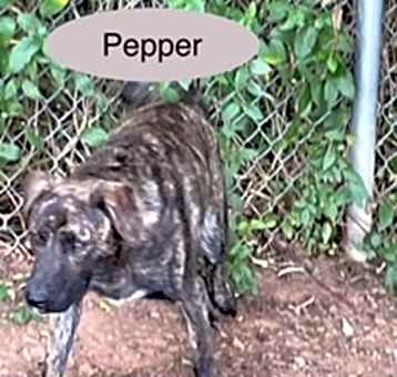 Photo of Pepper
