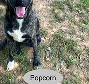 Photo of Popcorn