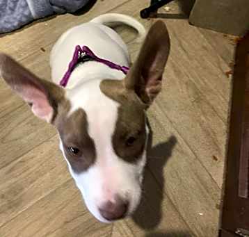 Photo of Squeaky