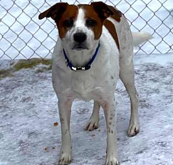 Photo of A Senior Mixed Breed Male