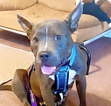 Photo of Ripley