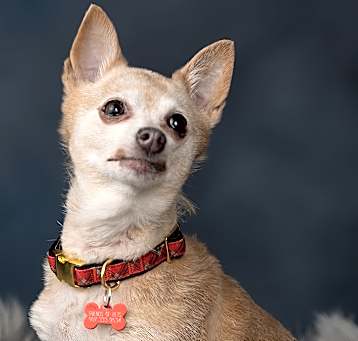 Photo of Honey Biscuit