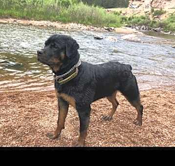Photo of Rocky