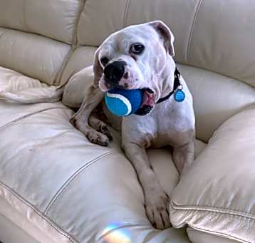 Photo of SAMMY