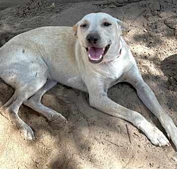 Photo of Bacardi