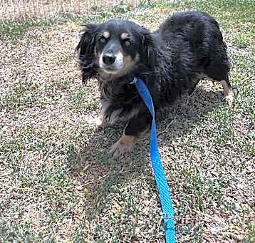 Photo of Blackie