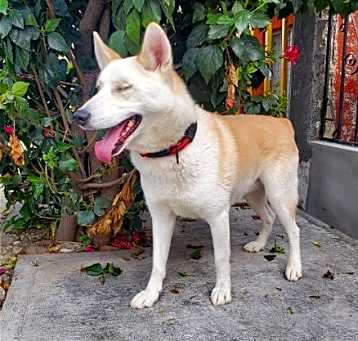 Photo of Apollo