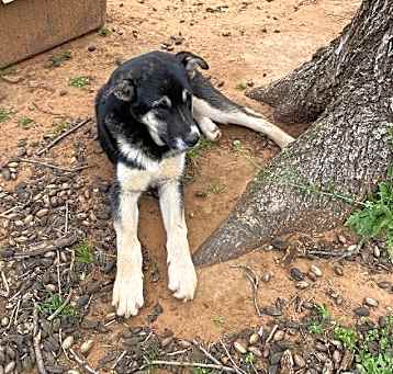 Photo of Pup Shai