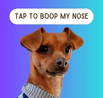 Photo of Lil dog play buddy Poncho