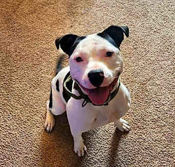 Photo of Clyde