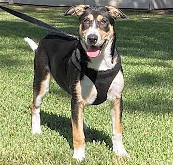 Photo of Xena