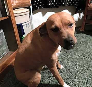 Photo of Lola