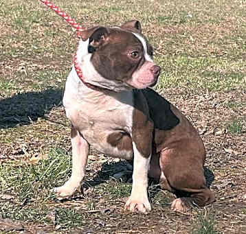 Photo of Bongo/ ADOPTED