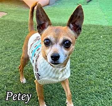 Photo of Petey