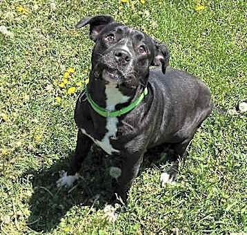 Photo of Chowder
