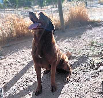 Photo of Champ
