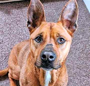 Photo of Scooby