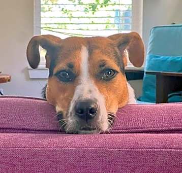 Photo of Lucky Dog