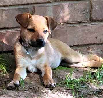 Photo of Penny