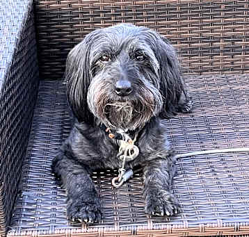 Photo of Guinness