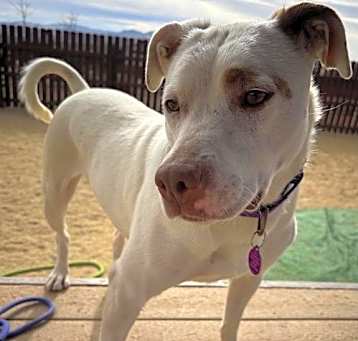 Photo of Stella
