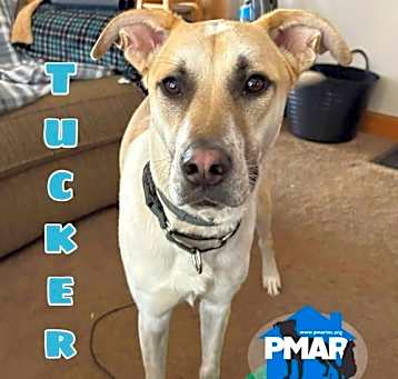 Photo of Tucker