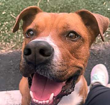 Photo of Scrappy