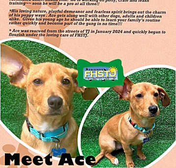 Photo of Ace