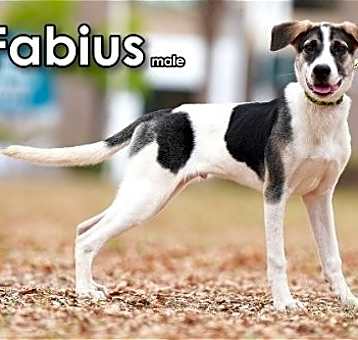 Photo of Fabius from Taiwan