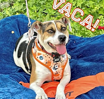 Photo of Vaca