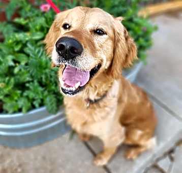 Photo of Lilly Golden