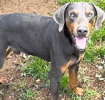 Photo of Blue