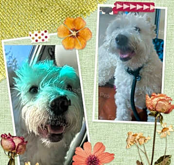 Photo of Comet