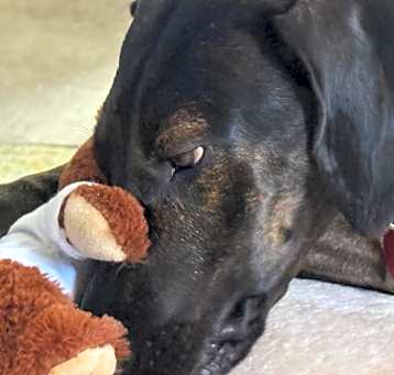 Photo of Shadow