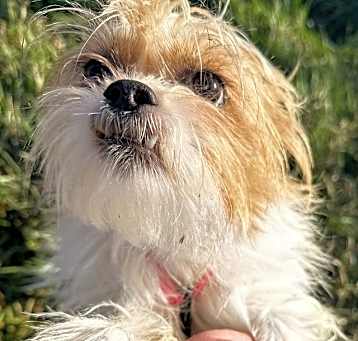 Photo of Daphne