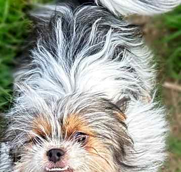 Photo of Elvis