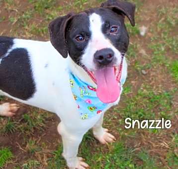 Photo of Snazzle