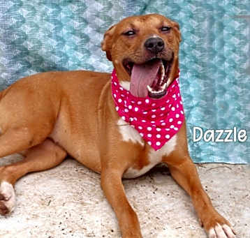 Photo of Dazzle