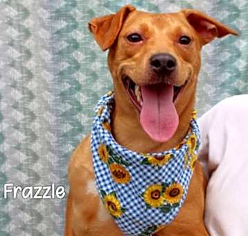 Photo of Frazzle